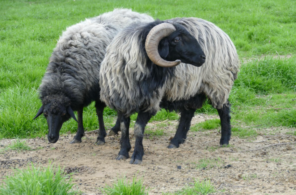 Karakul Sheep Karakul Sheep