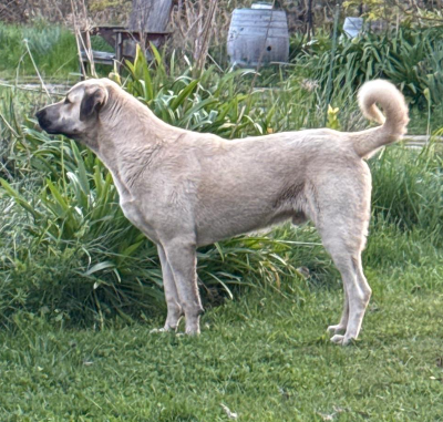 Rayburne Ridge Aslan,