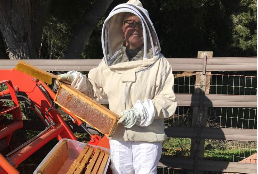 Bees Bees