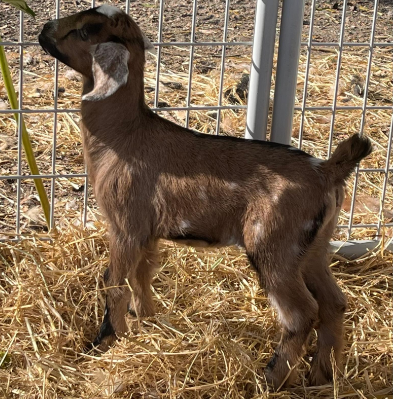 HexenWald Ranch Mini Nubian HexenWald Ranch Mini Nubian