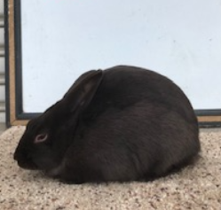 Havana Rabbits