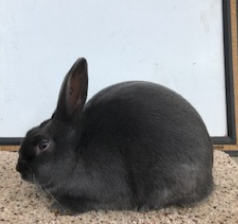 Havana Rabbits