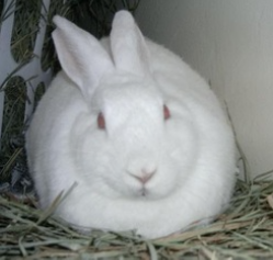 Florida White Rabbits