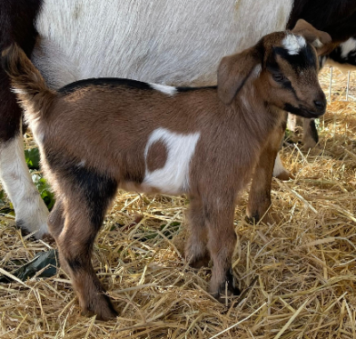Mini Nubian Goat Mini Nubian Goat
