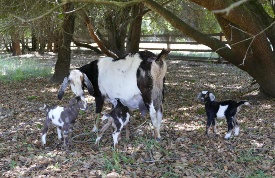 Putopia Farms Roxana Putopia Farms Roxana