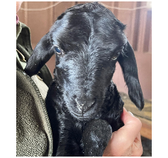 Karakul Lamb