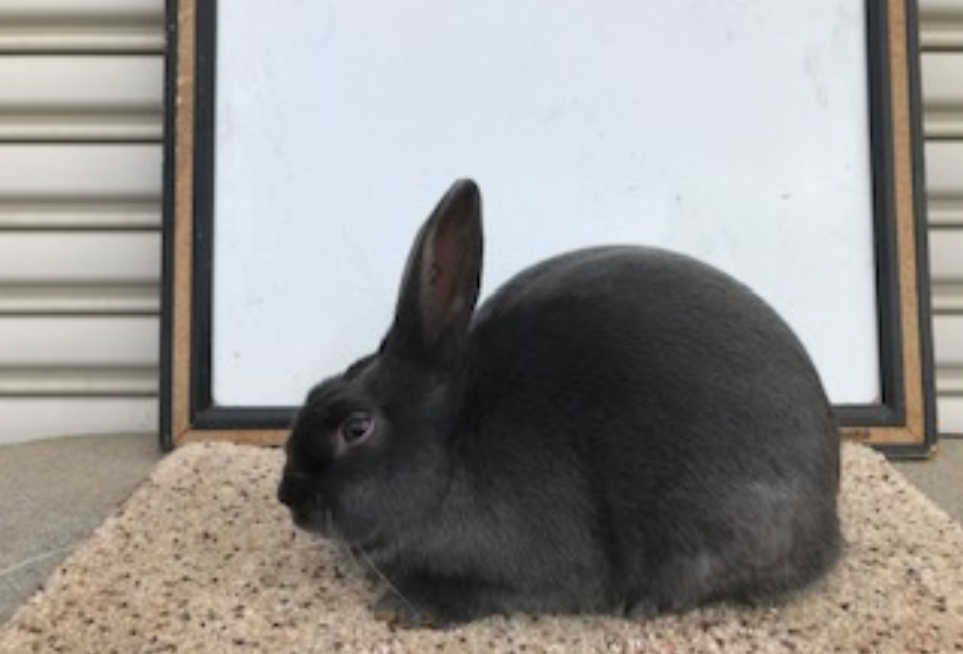 HAVANA RABBIT BREEDING PLAN