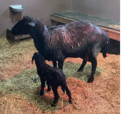 Karakul