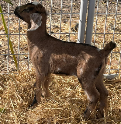 Mini Nubian Mini Nubian Goat Mini Nubian Mini Nubian Goat