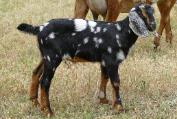 Mini Nubian Goat