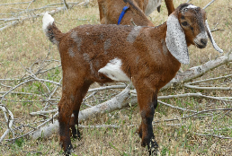 Mini Nubian Goat Mini Nubian Goat