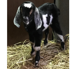 Mini Nubian Goat Mini Nubian Goat