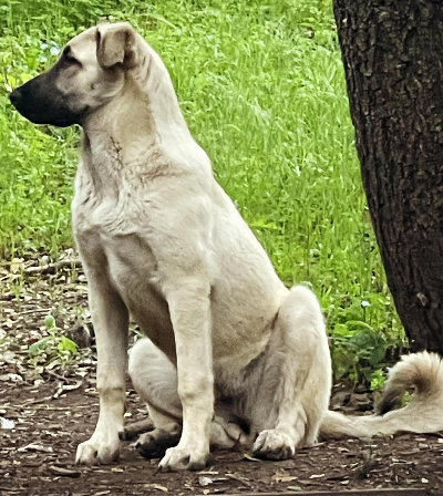 Taylor Ranch Leyla