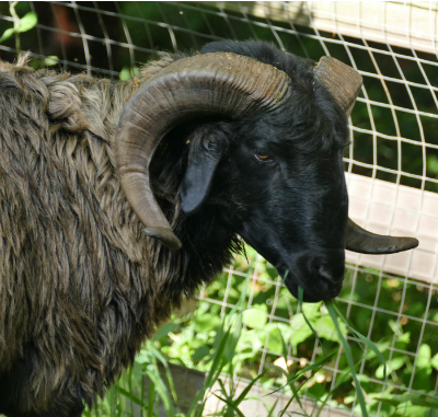 HexenWald Ivan