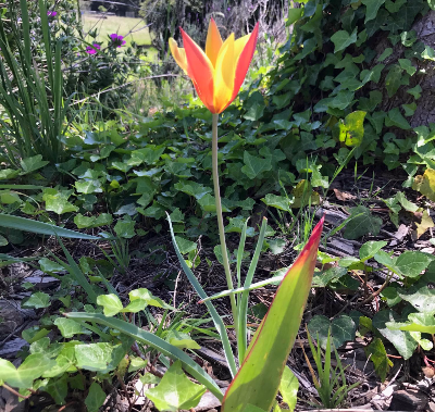 Turkish Tulip