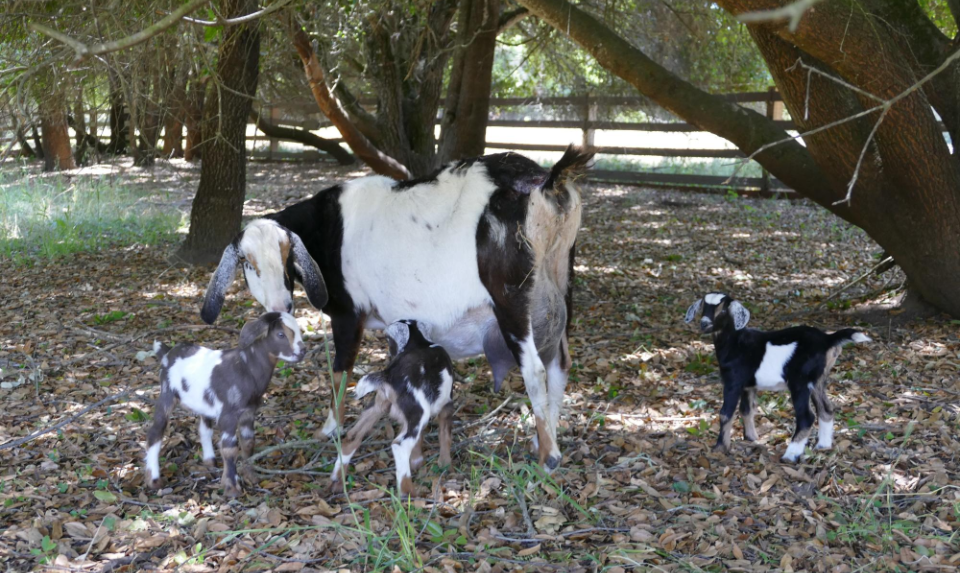 Mini Nubian Goats Mini Nubian Goats