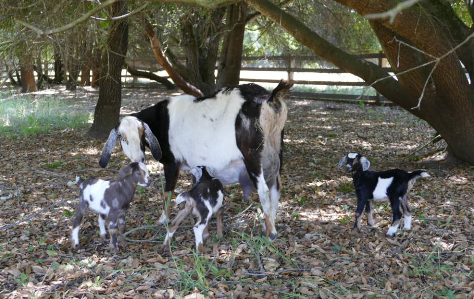 Mini Nubian Goats Mini Nubian Goats
