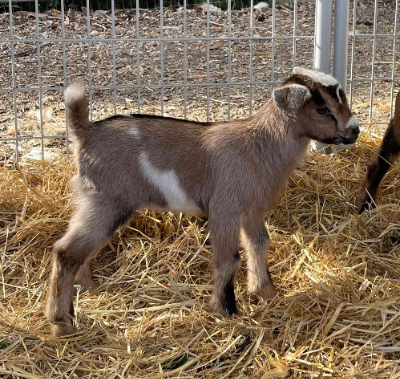 Mini Nubian Mini Nubian Goat Mini Nubian Mini Nubian Goat
