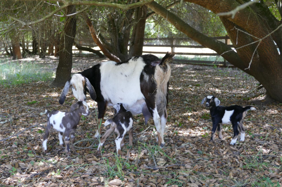 Mini Nubian Goats