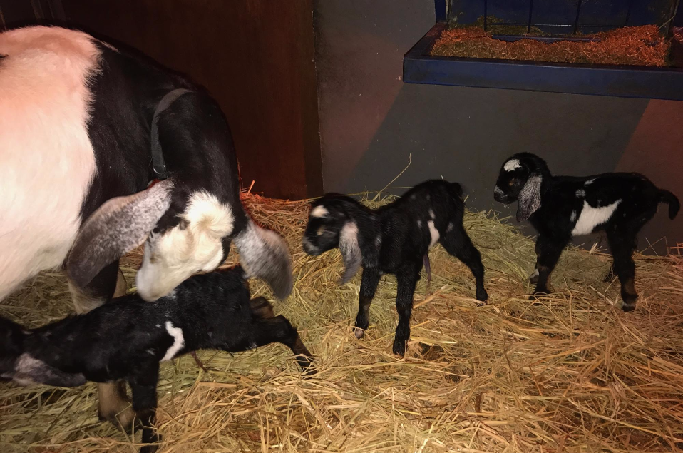 Mini Nubian Goats Breeding Plan