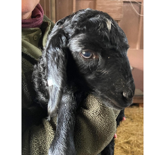 Karakul Lamb