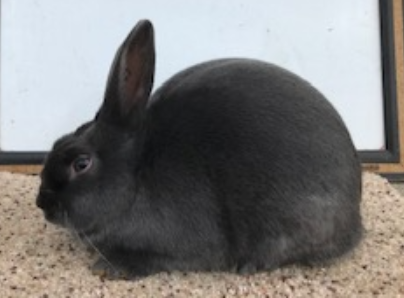Havana Rabbits