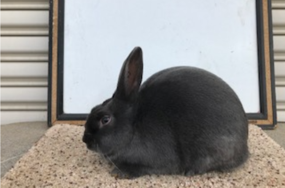 Havana Rabbits