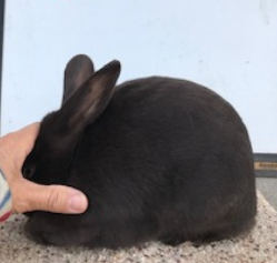 Havana Rabbits