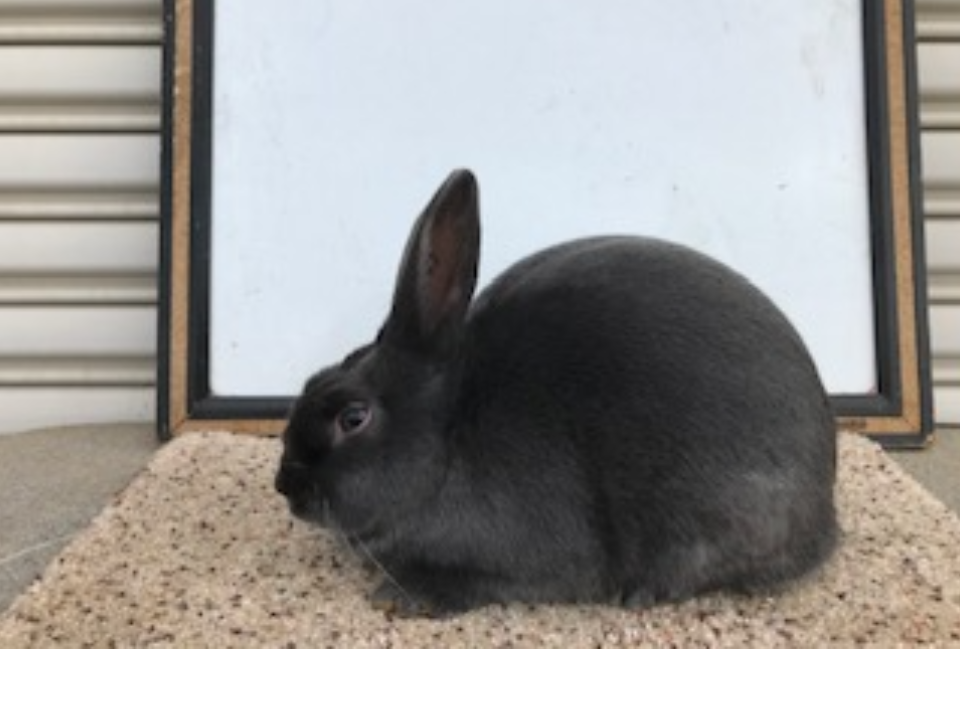 Havana Rabbits