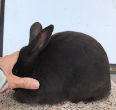 Havana Rabbits