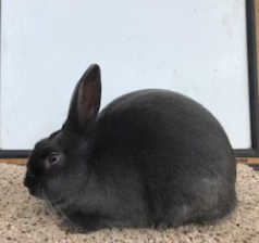 Havana Rabbits