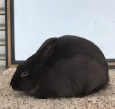 Havana Rabbits