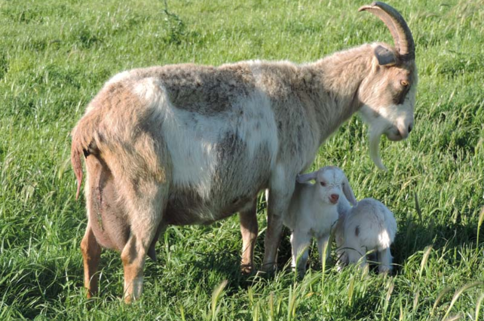 Diko Kiko Goats