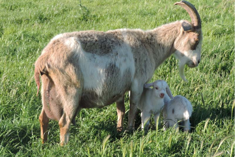 Kiko Goats