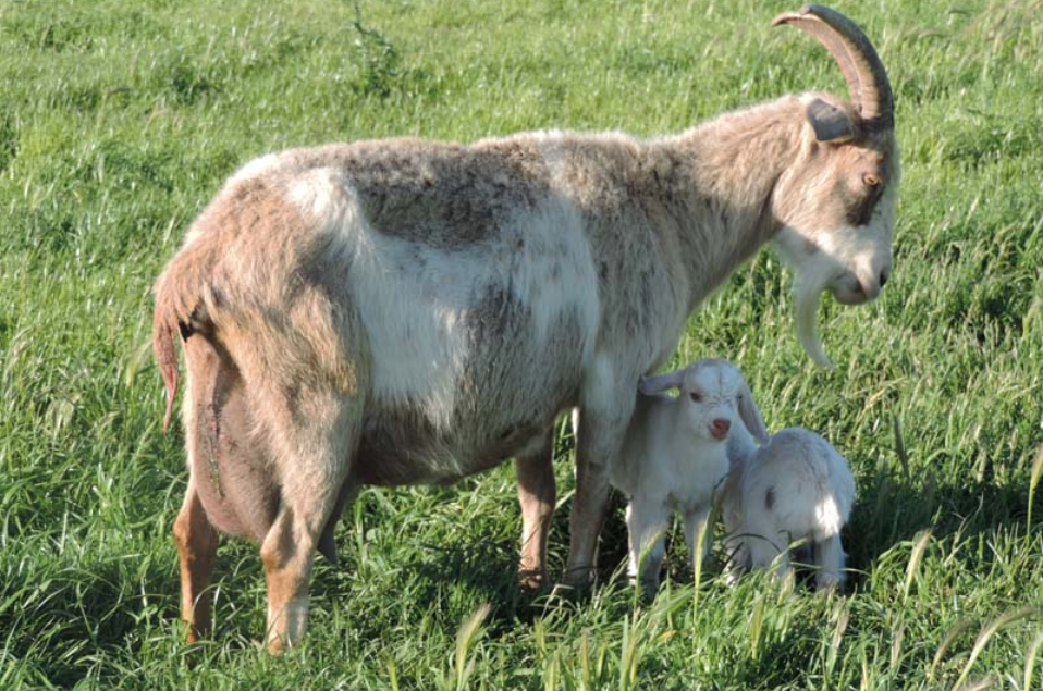 Kiko Goats