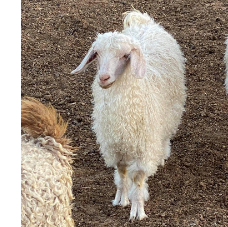 Navajo Angora Goat Navajo Angora Goat