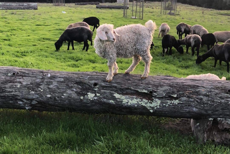 Navajo Angora Goats