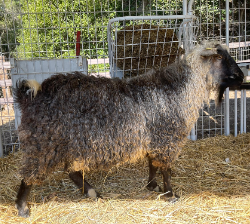 HexenWald Ranch