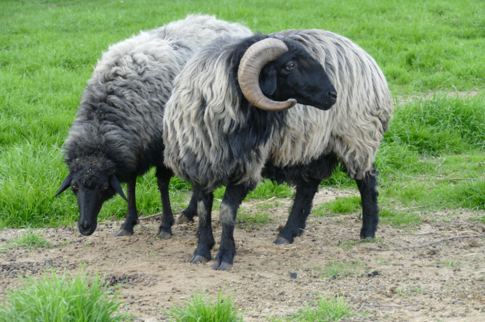 Karakul  Sheep