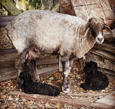 Karakul